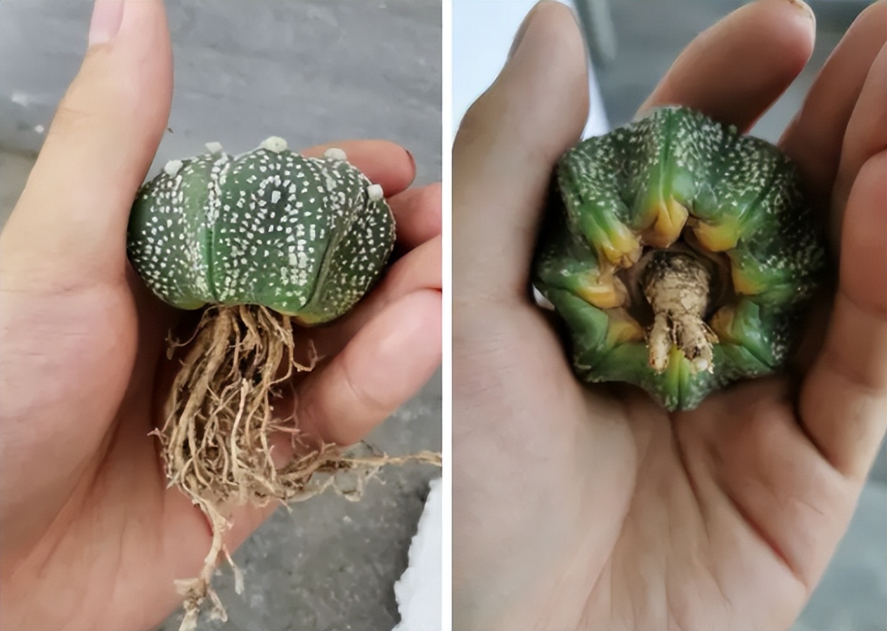 仙人球换盆的正确方法,仙人球换盆最佳方法