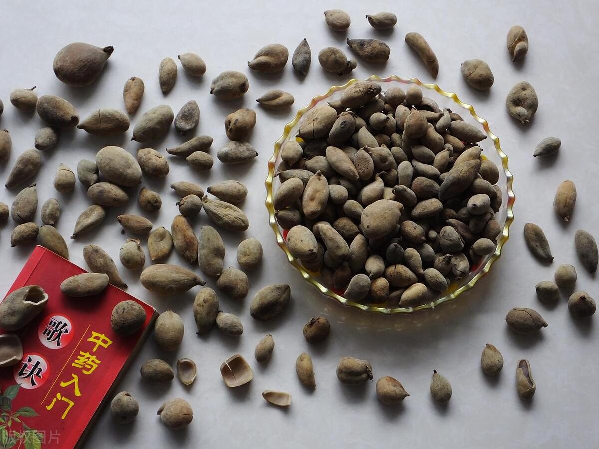 五倍子降火利咽,五倍子和仙灵脾泡水喝