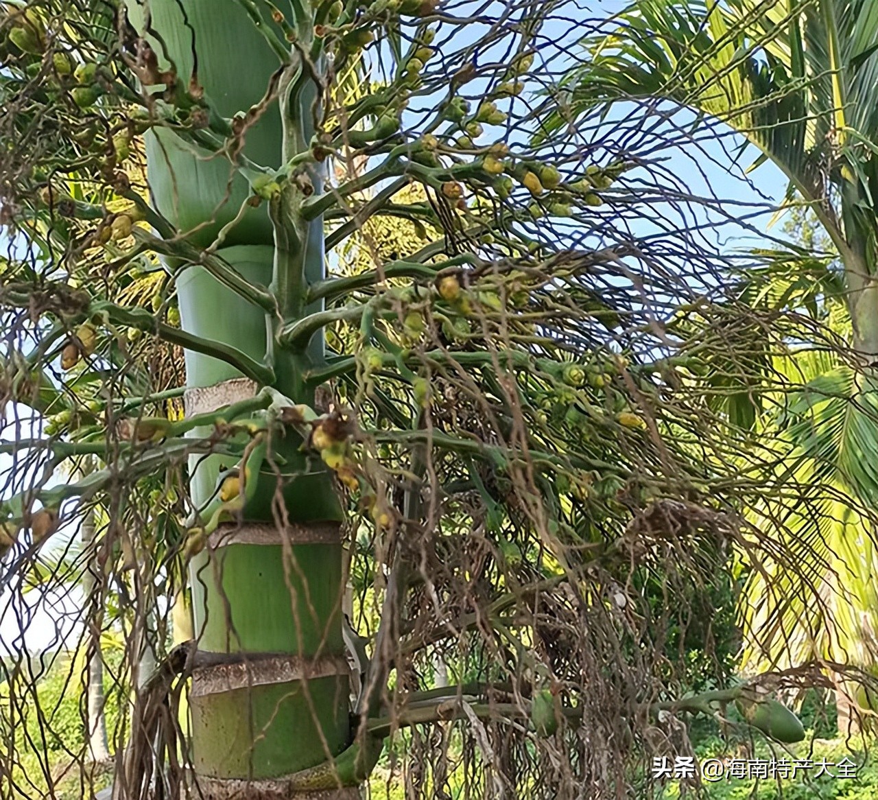 海南槟榔行业发展向好的原因,海南槟榔哪几个地方种植多