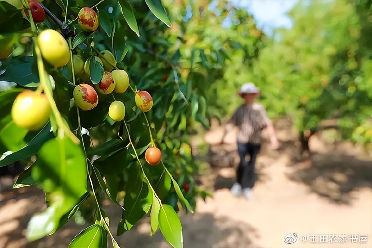 农民丰收节,玉田农民丰收节