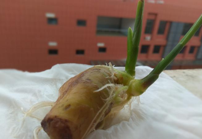 盆栽生姜什么时间种植怎样管理,生姜盆栽的种植方法时间