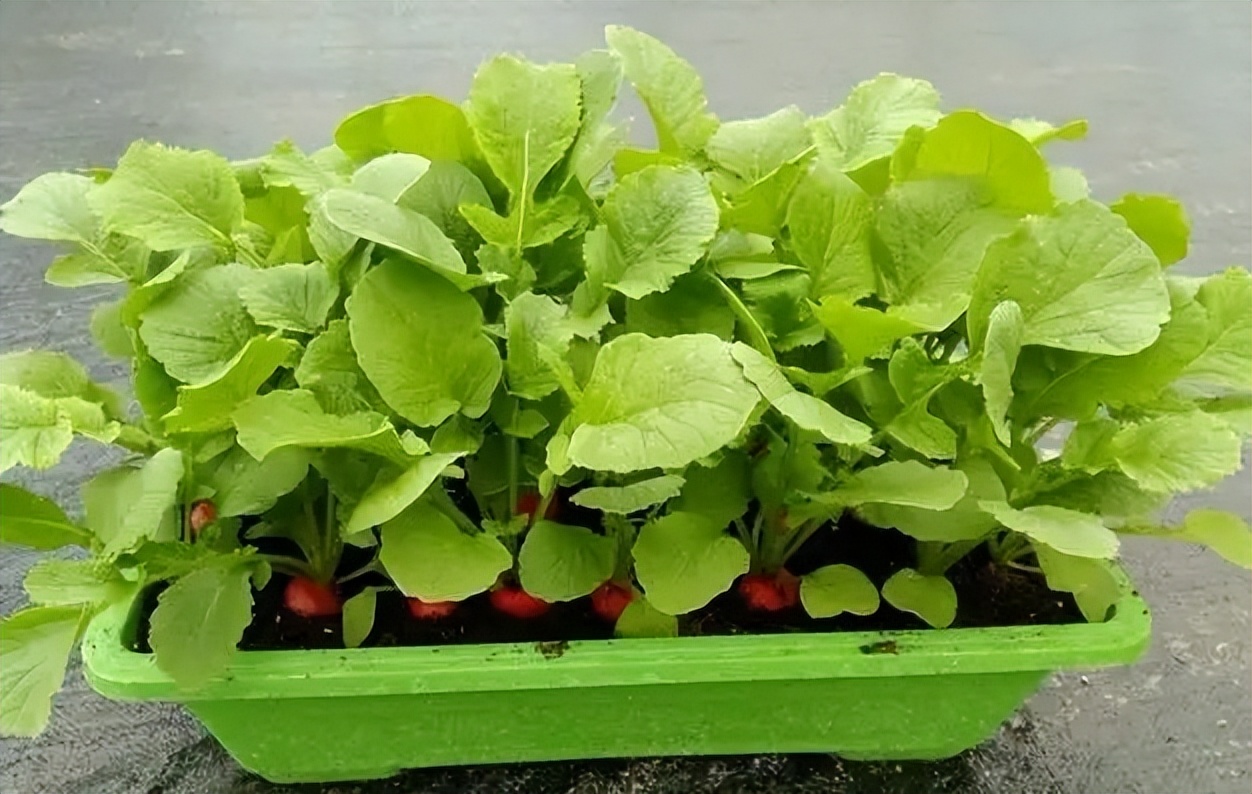 阳台夏天种这六种菜,阳台种花种菜需要几个小时的光照