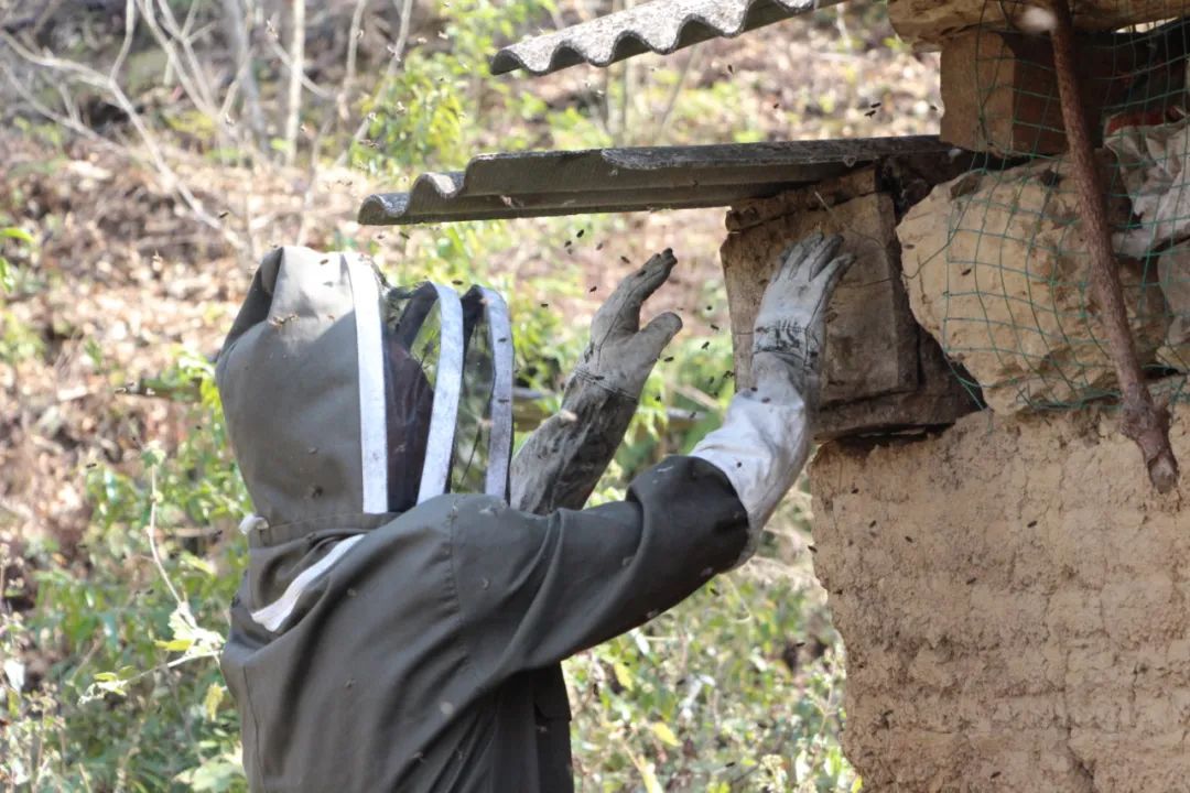 【悦读】大山里的“懒庄稼”生活中的“甜蜜蜜”