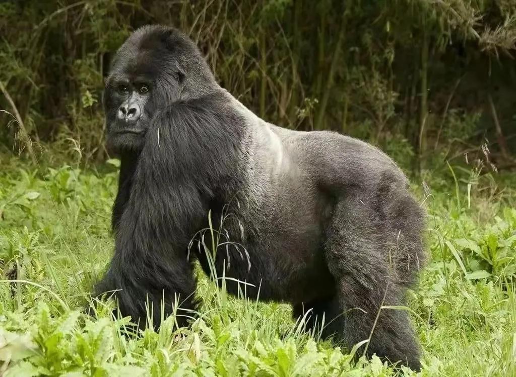 乌干达现状：被誉为非洲明珠，女性迷恋生育，男人一夫多妻