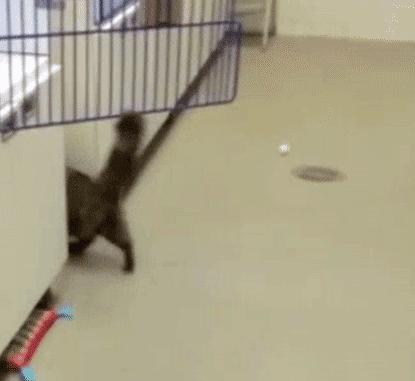 两只猫打架喵星人殊死搏斗满嘴毛,两只猫打架互拔胡子