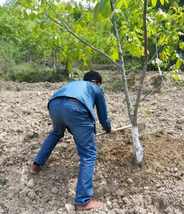 核桃树落果的原因与防治,核桃树怎么防止落果