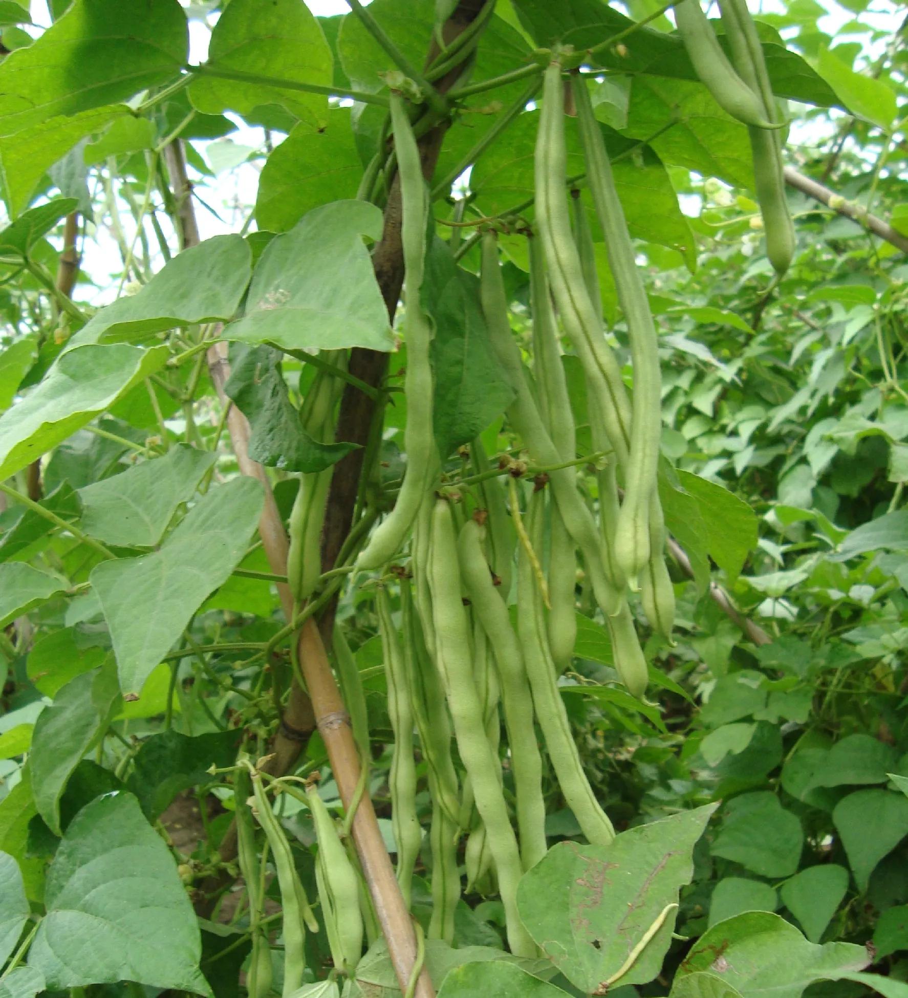 小苏打防治白粉病,小苏打防治虫害兑水得多少比例