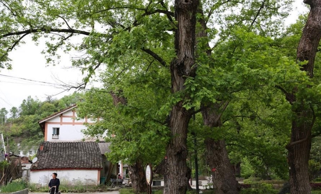 散文老街记忆,散文老街完整版