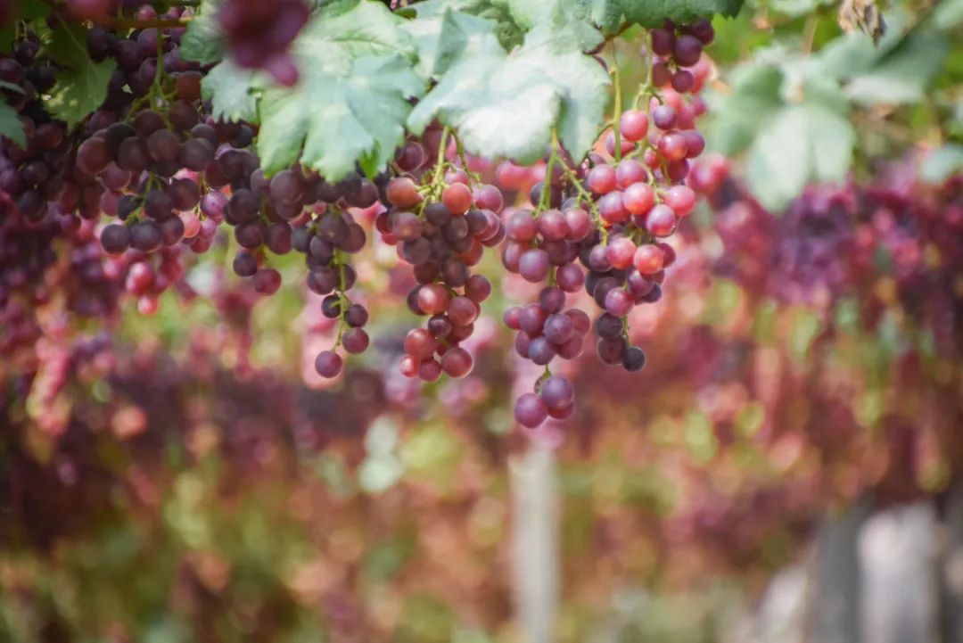 最好吃的爆浆葡萄,香甜爆汁葡萄