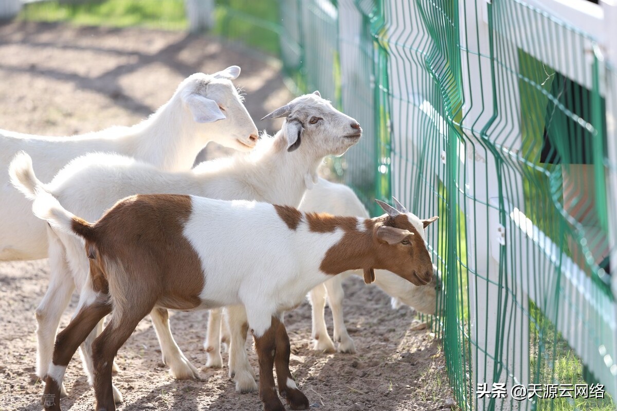 圈养羊的注意事项,圈养羊养殖有哪些注意事项