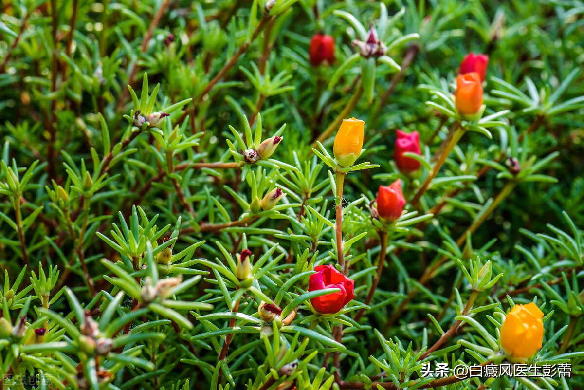 马齿苋治疗白癜风27例疗效观察,马齿苋的作用和功效治白癜风