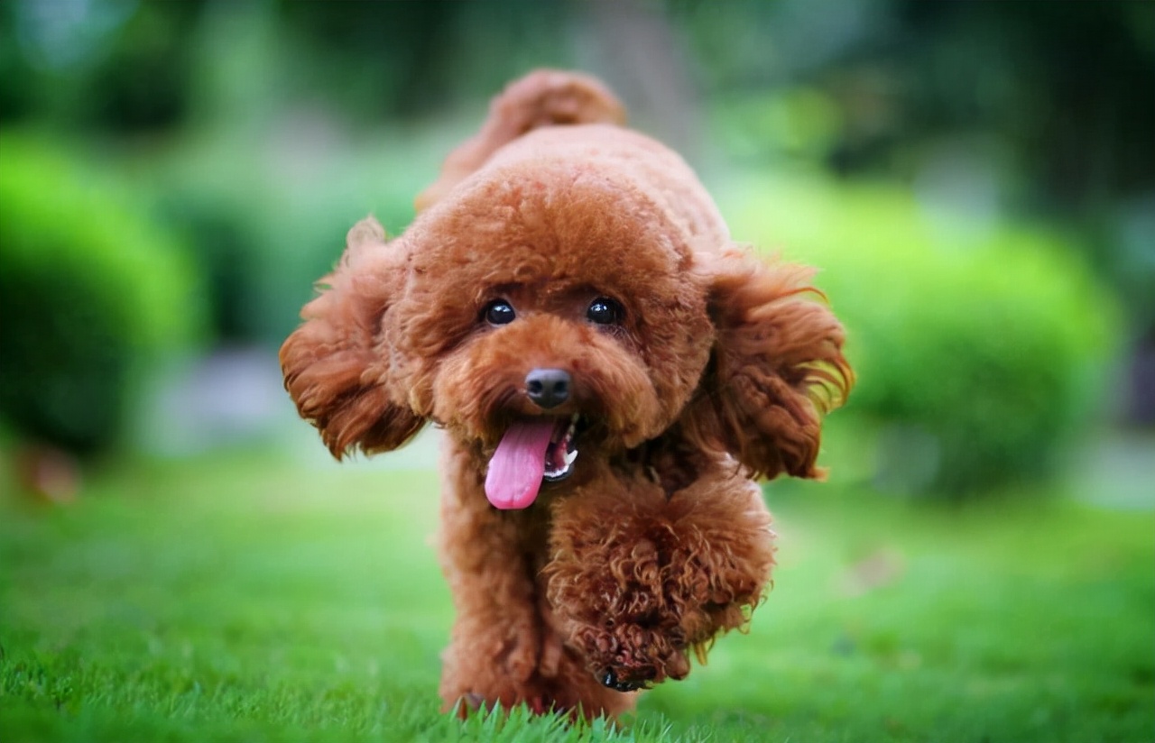 狗狗惧寒排行榜：最“怕冷”的6种狗，冬天就像它们的“地狱”