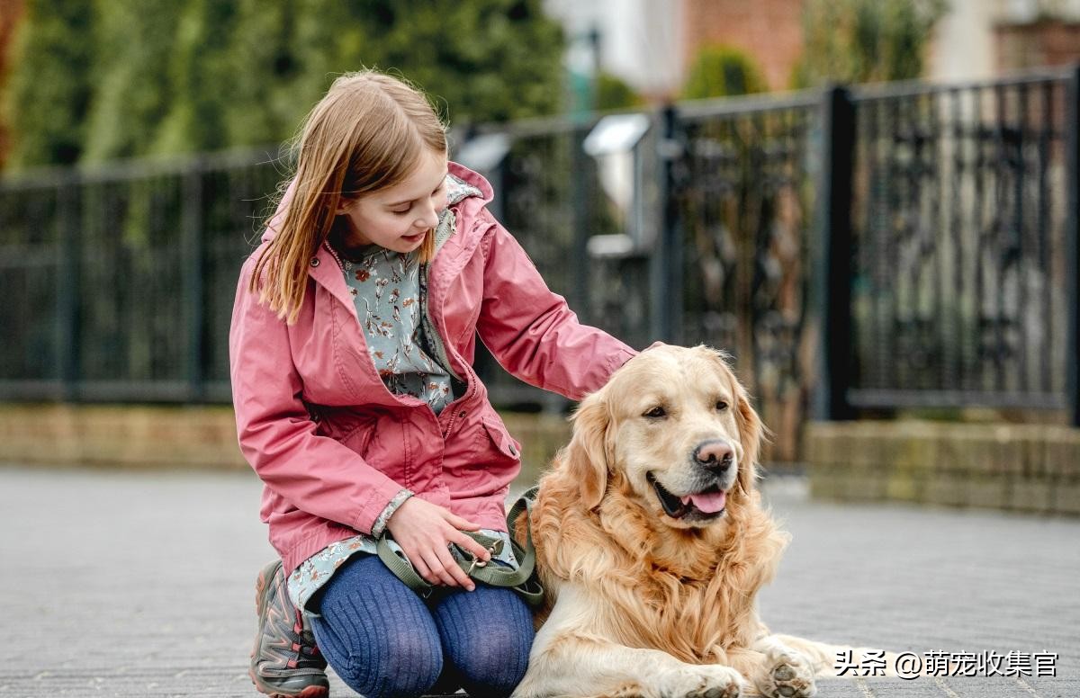 狗狗身上的蜱虫可以直接拔下来吗,狗狗感染蜱虫会有什么反应