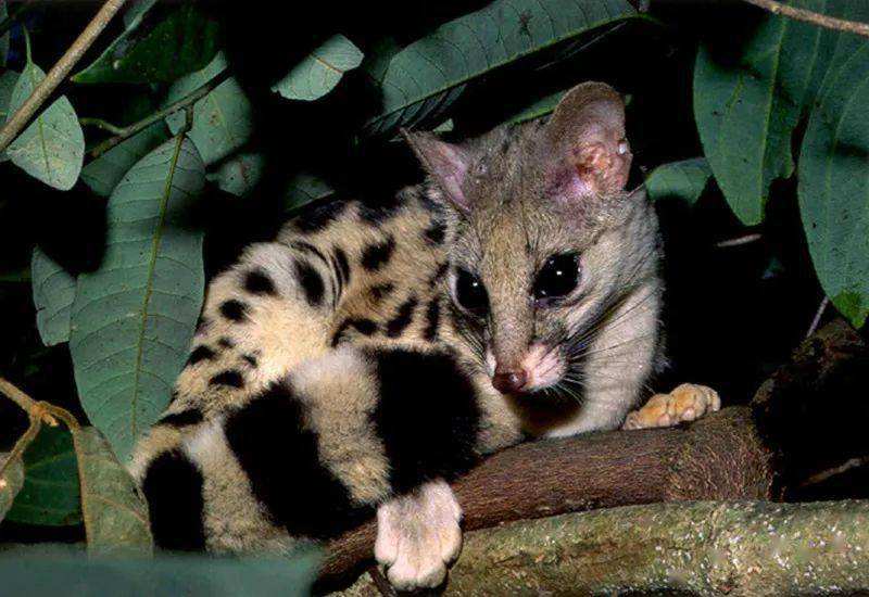 小灵猫深圳,深圳小灵猫