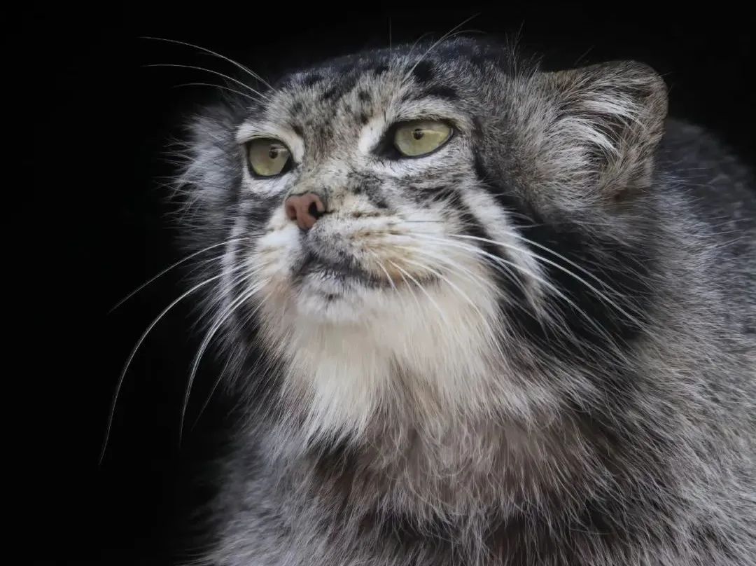 网红兔狲是不是最后一只了,网红兔狲去世消息