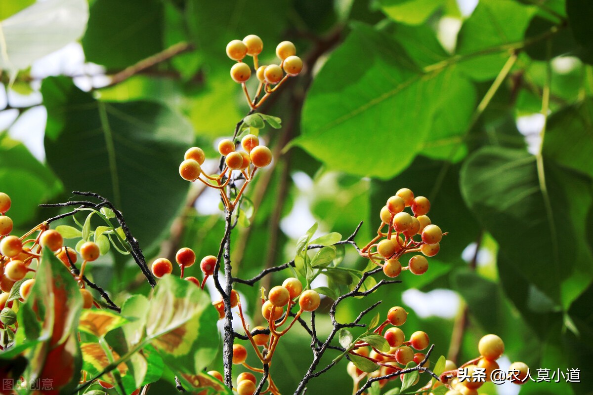 全国哪几个中药材品种种植效益好,中药材丹参的种植效益及发展前景