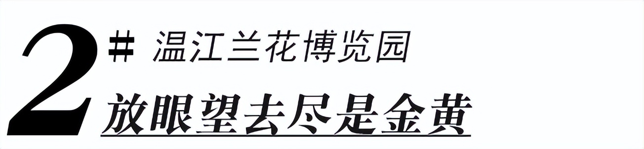 赏花黄花风铃木成都,成都绣球花打卡地