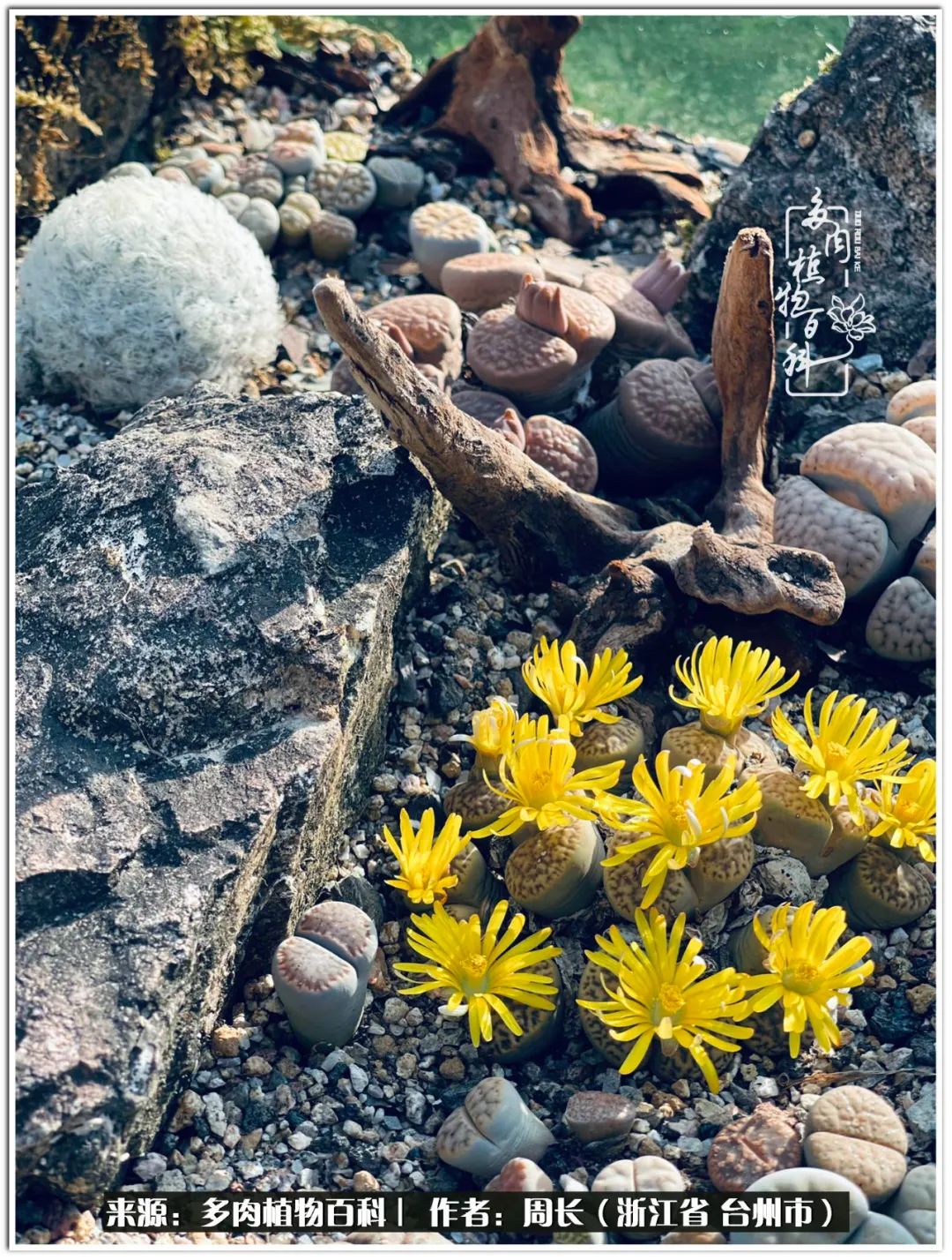 多肉拼盘新手入门,多肉拼盘说说