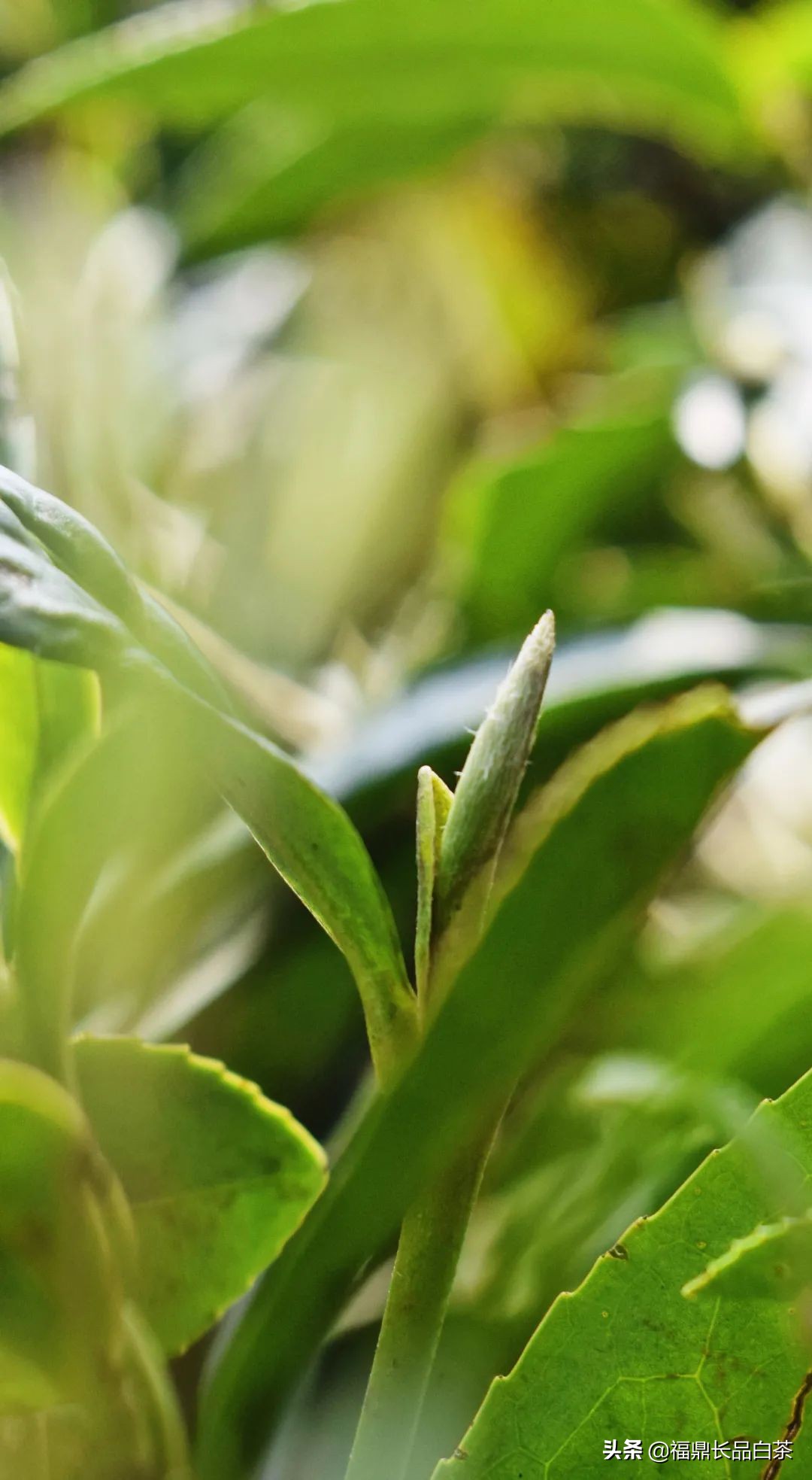 春茶正浓当酣饮,春茶尝鲜正当时