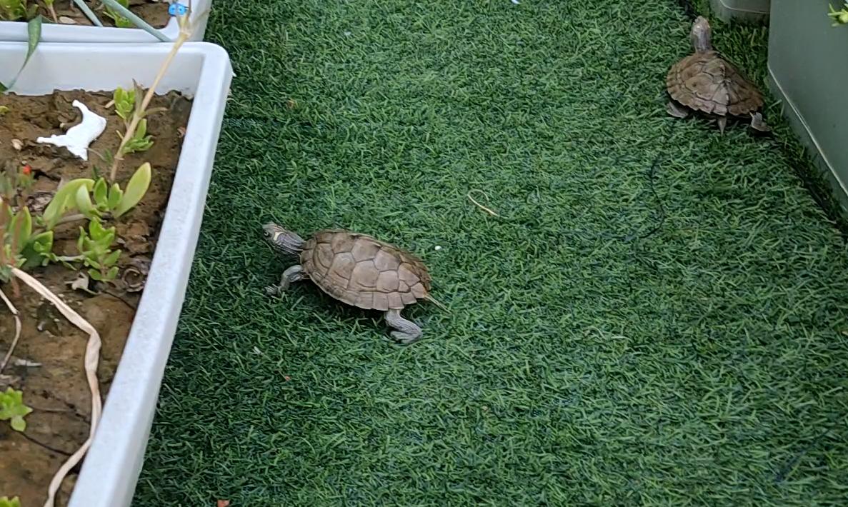 几个月的地图龟吃什么食物最好,地图龟没有龟粮吃什么