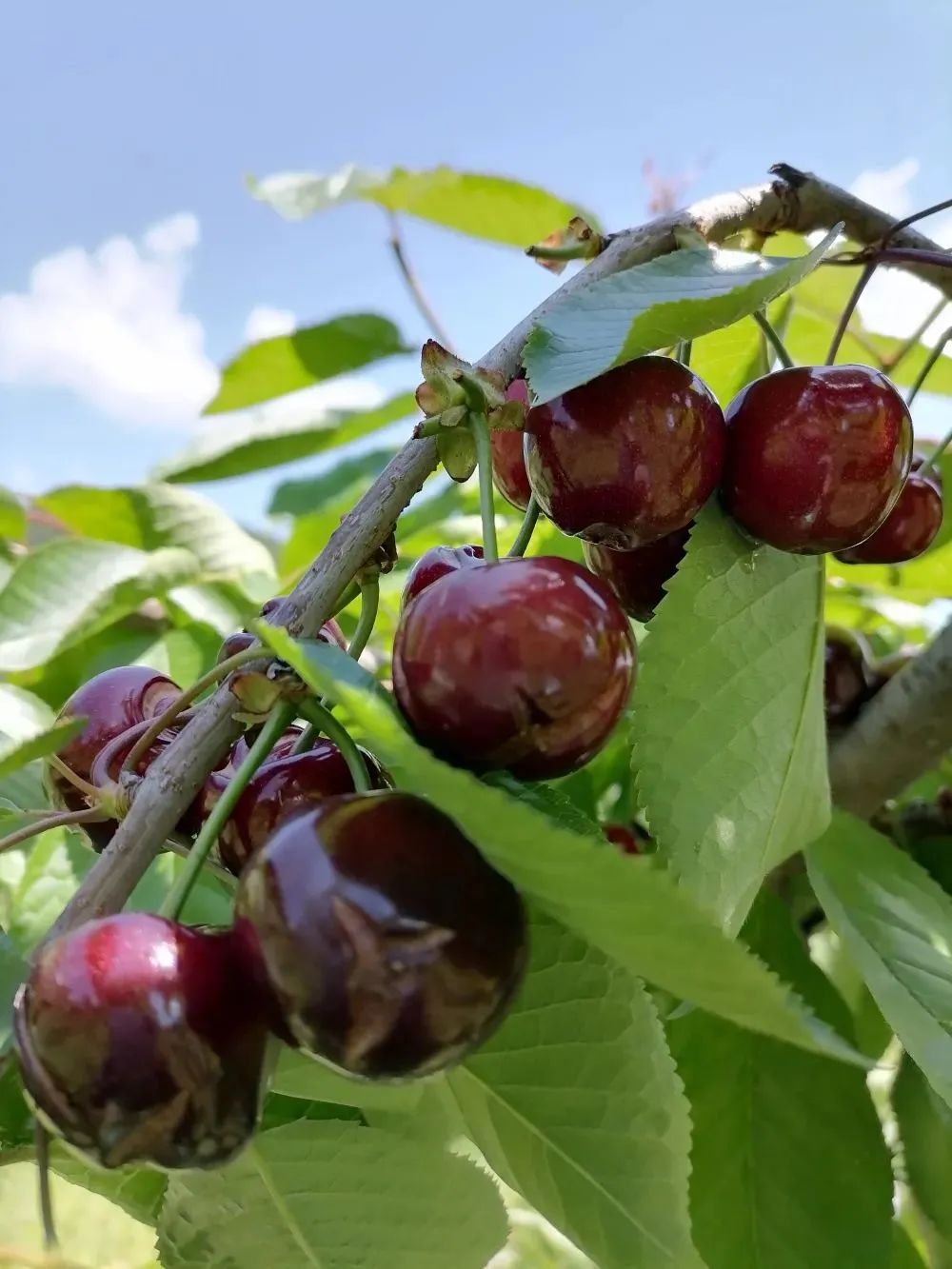 曾家山的车厘子红啦！绯红爆汁，口感min甜~