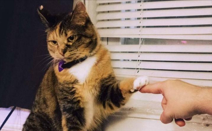 猫咪习惯不好养个什么样的猫纠正,养猫经验之猫咪爱你的表现之一