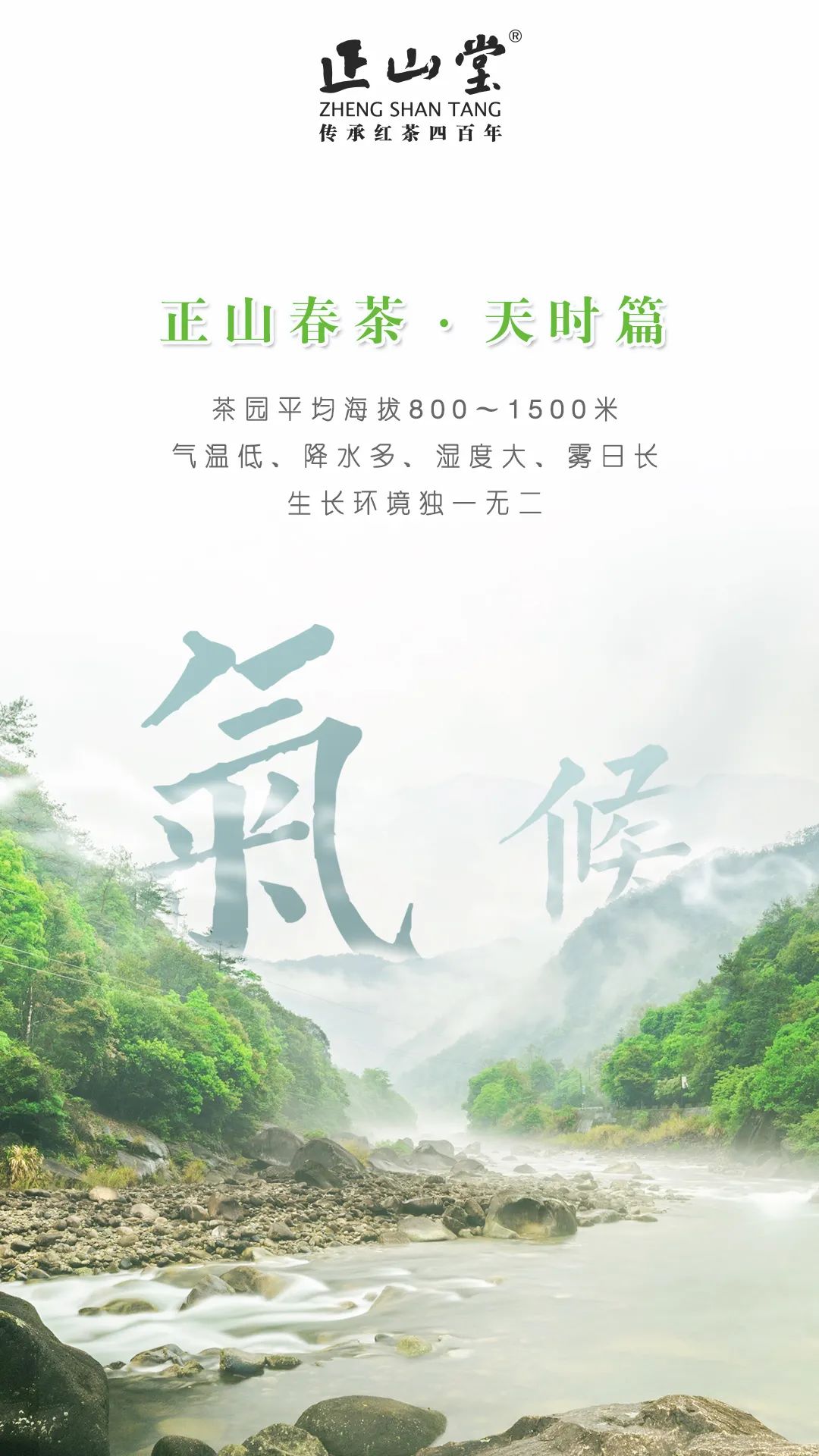 鹰潭金骏眉加盟要什么条件,国内品质好的金骏眉加盟条件