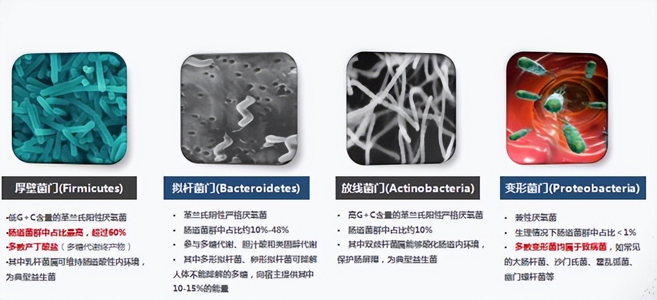 肠道菌群对糖尿病的影响,肠道有益菌对糖尿病的影响