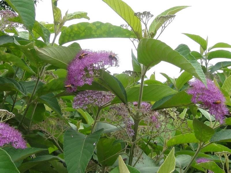 裸花紫珠与盆栽紫珠区别,紫珠的繁殖方法