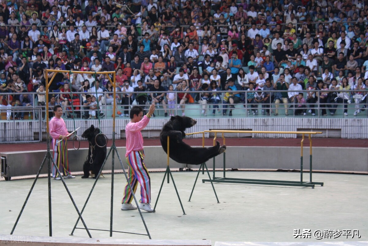 上海野生动物园70岁老人免票吗,上海野生动物园门票预订app