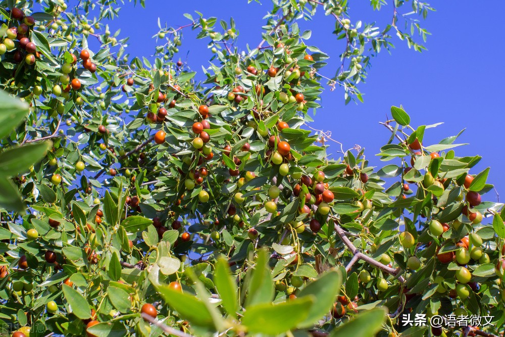 九年级下册语文知识归纳,九年级下册语文必背古诗
