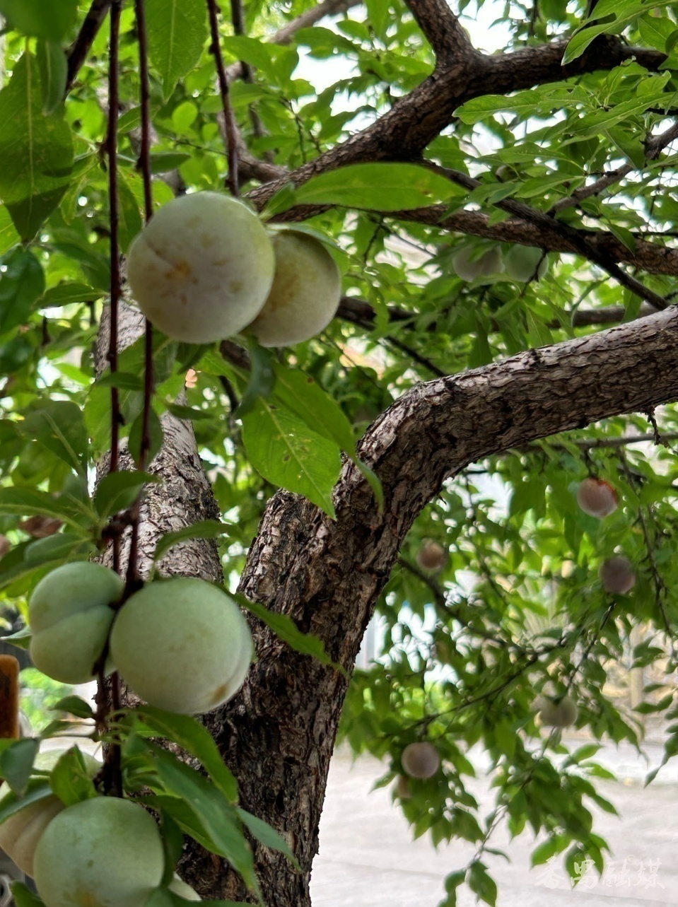 野生鸟类保护幼崽,农村常见的鸟类保护动物