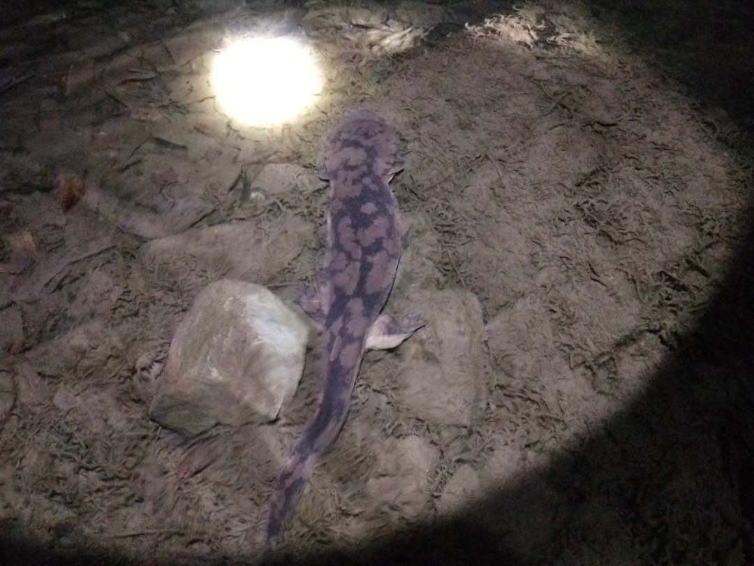 中国的娃娃鱼图片和特征,我国发现纯种野生娃娃鱼