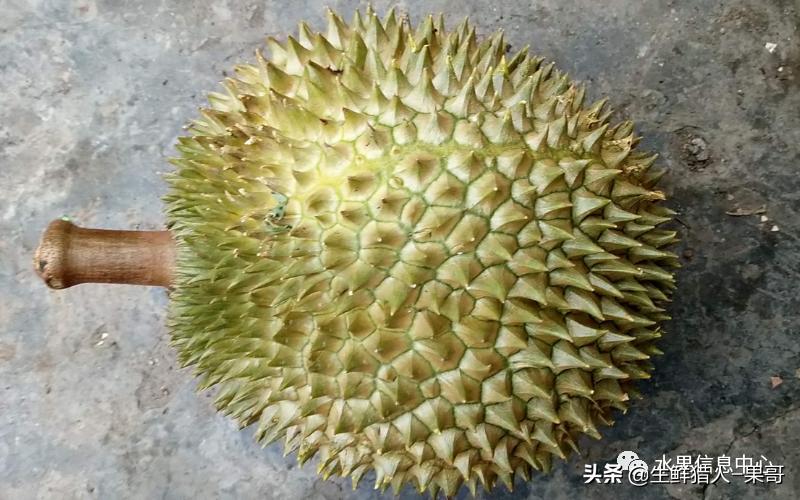 越南产地榴莲最新价格,越南榴莲品种视频