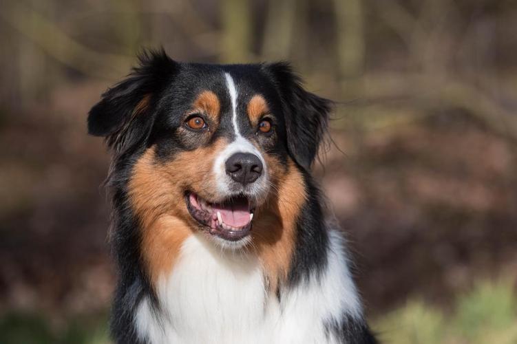 最长寿的5种狗,最长寿的四种狗