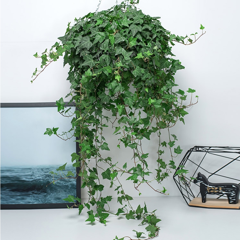 常见有毒花千万别碰,世上有毒的花和植物