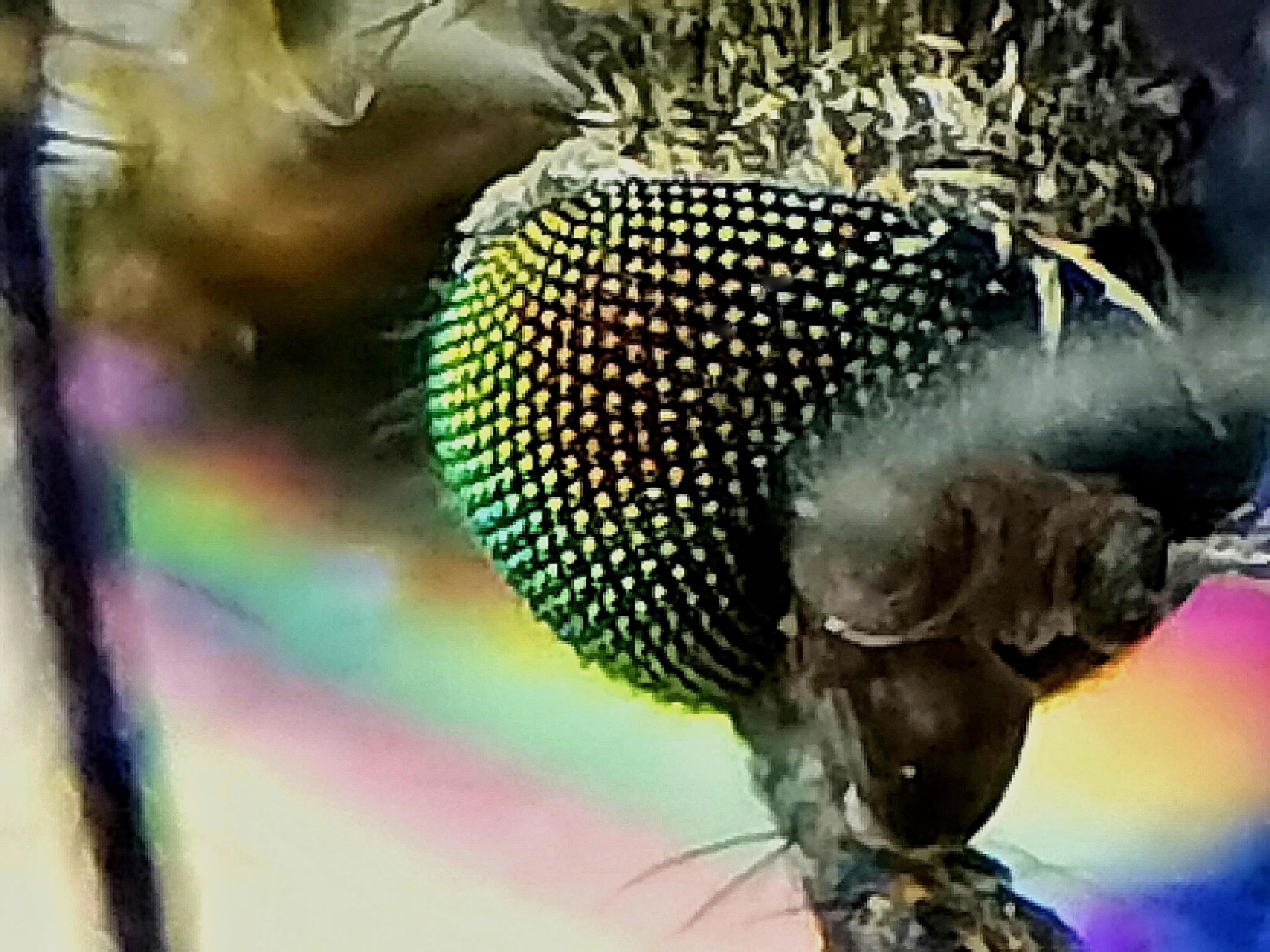 蚊子的眼睛到底有多小,蚊子眼睛是什么样子的