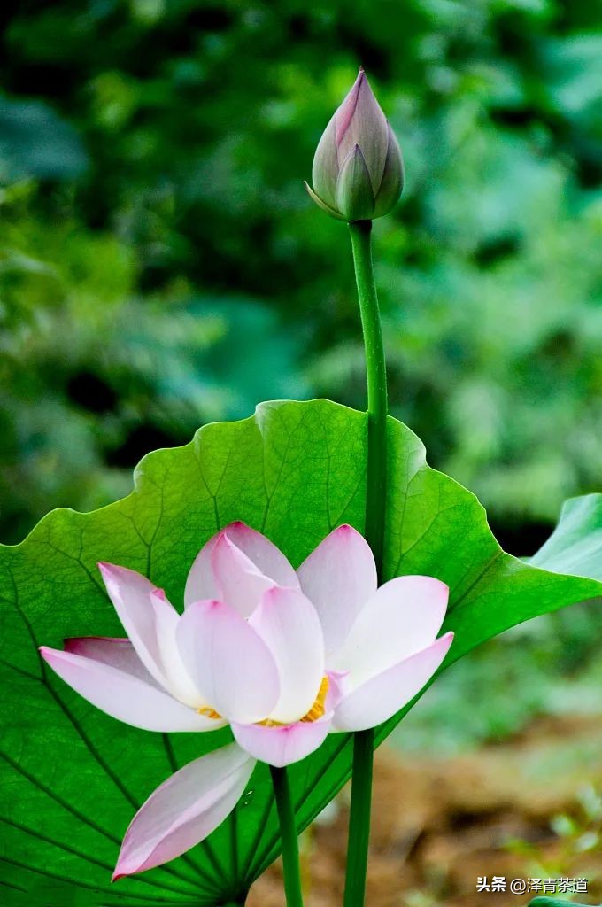 夏至蝉始鸣半夏生全文,夏至蝉始鸣半夏生什么意思