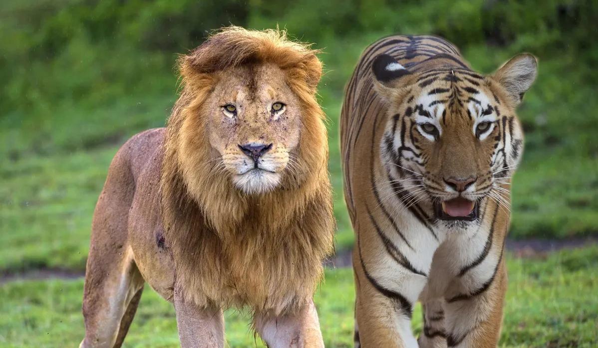 老虎和狮子晚年,狮子和老虎成年期一样吗