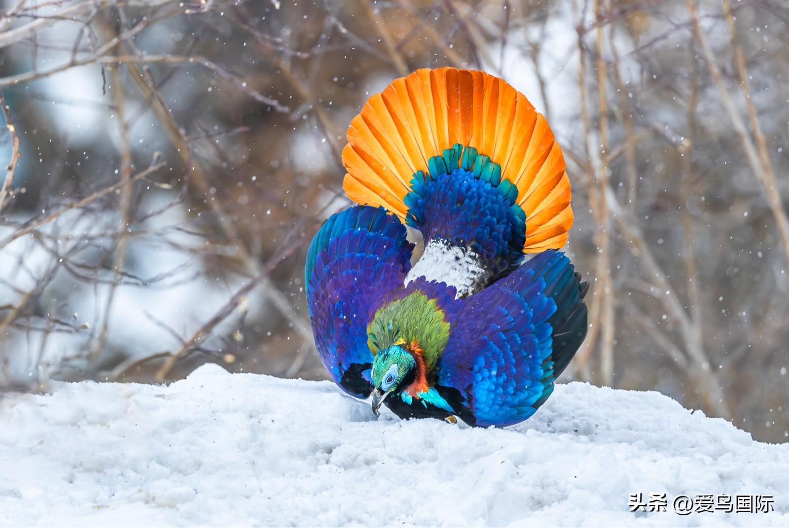 2024观鸟大年,观鸟大年介绍