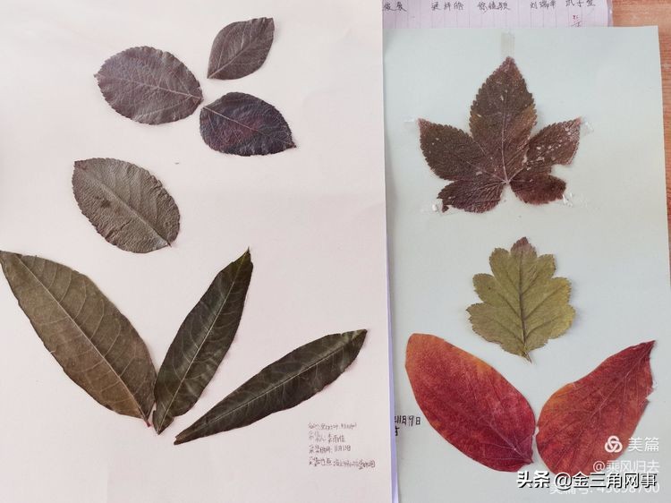 临猗庙上初中推进并践行植物标本课程