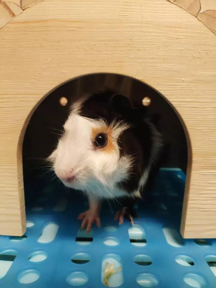 荷兰猪啃纸箱子有危害吗,荷兰猪咬纸箱怎么办