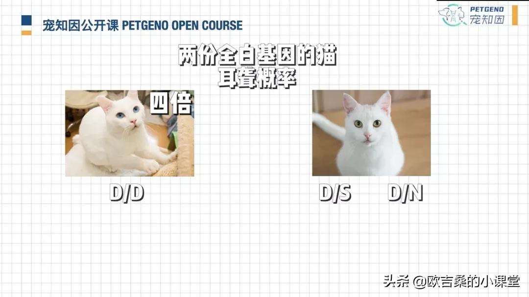 白斑变异基因,白斑基因和全白基因