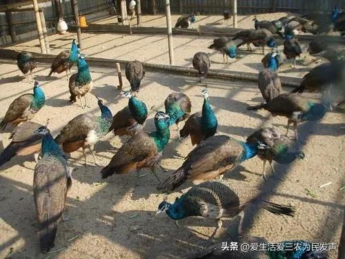 10个农业致富项目据说很靠谱,农业种植致富项目有什么