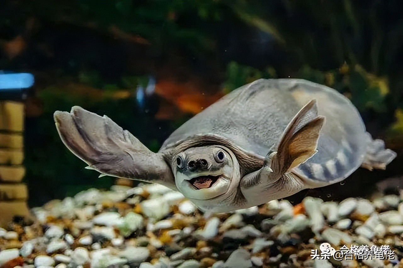 给刚出生的龟苗换水视频,养小龟苗怎么换水比较好