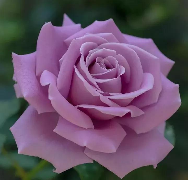 常见切花月季一览（45）