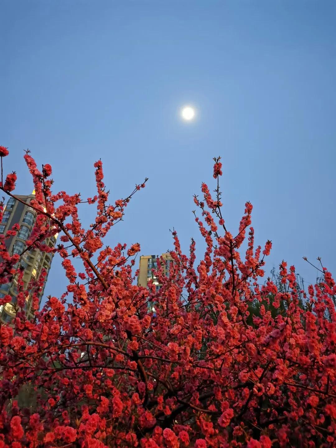 红叶诗五言全文,红叶的诗句古诗大全