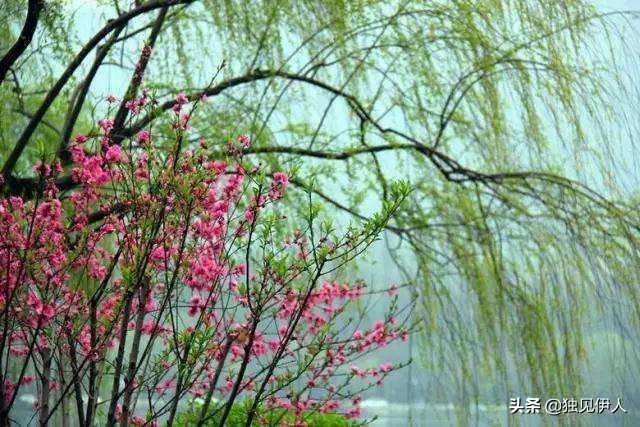 散与群芳自在春：许你一场诗词里的春暖花开，每一朵都惊艳了春天