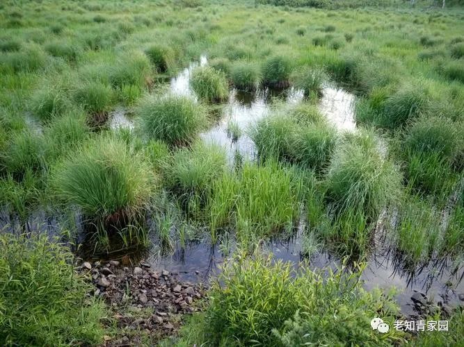 老知青讲北大荒艰苦生活的岁月,知青重返北大荒八五三农场