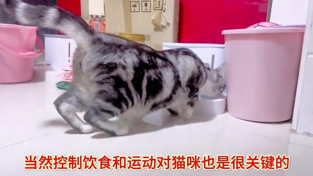 猫咪后腿无力会导致死亡吗,猫咪杯状病毒会引起后腿无力吗